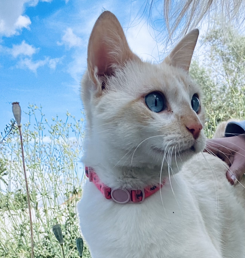 Image d'un chat blanc