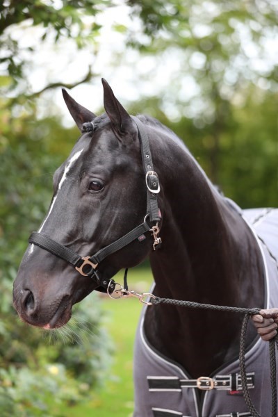 COVALLIERO - Licol Dexter avec face int�rieure polaire (noir)