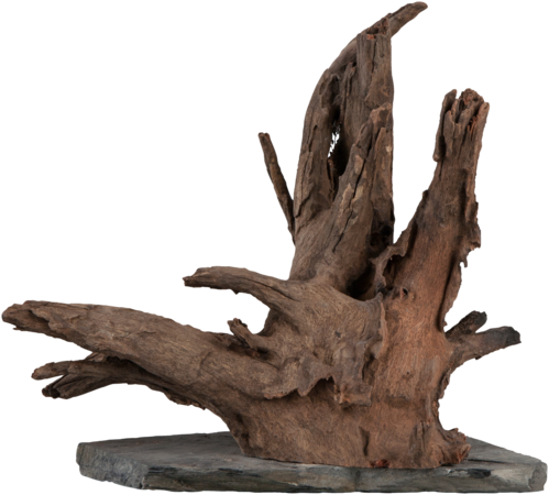 SERA - SCAPER WOOD - Racine compacte sur ardoise